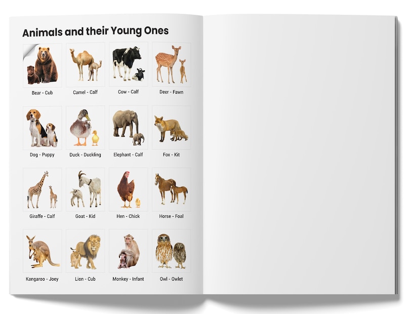 Aper&ccedil;u du contenu_Peel & Paste - Pictorial Sticker Book For School Projects - Book 1