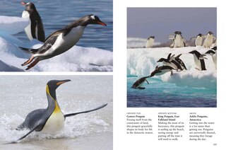 Sample content_Penguins