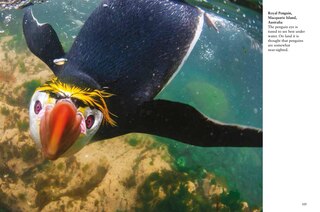 Sample content 2_Penguins