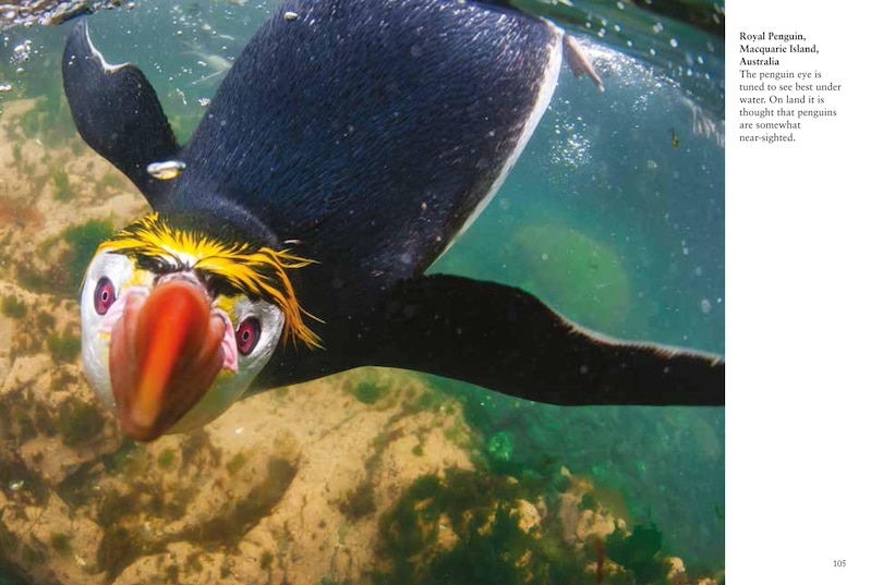 Sample content 2_Penguins