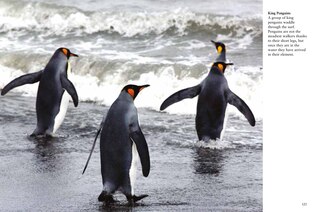 Sample content 3_Penguins