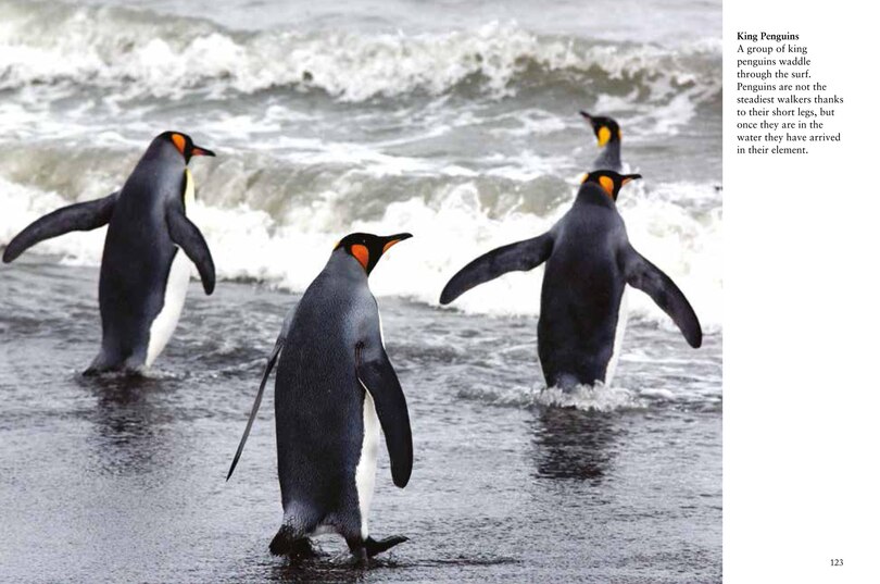 Sample content 3_Penguins