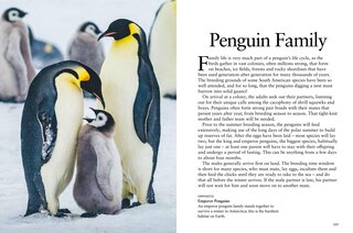 Sample content 4_Penguins