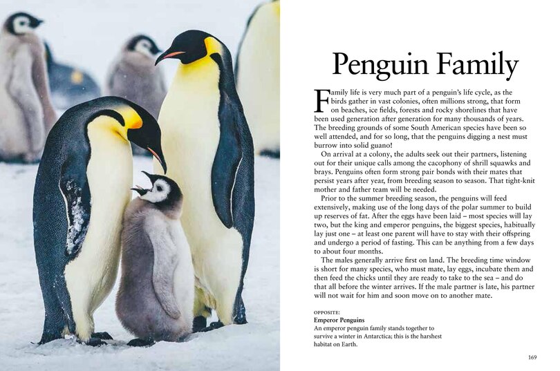 Sample content 4_Penguins