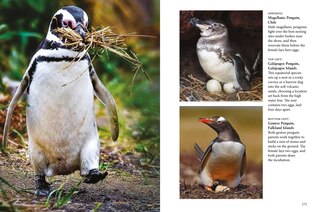 Sample content 5_Penguins