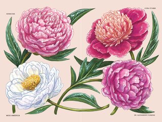 Sample content 3_Peonies