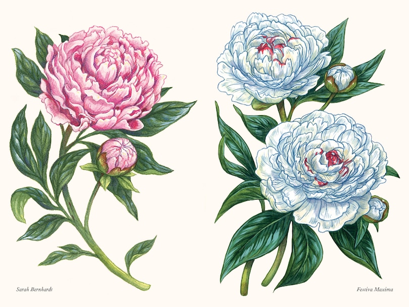 Sample content 4_Peonies