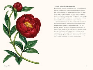 Sample content 5_Peonies