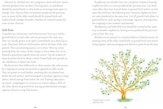 Sample content 3_Perfect Pruning