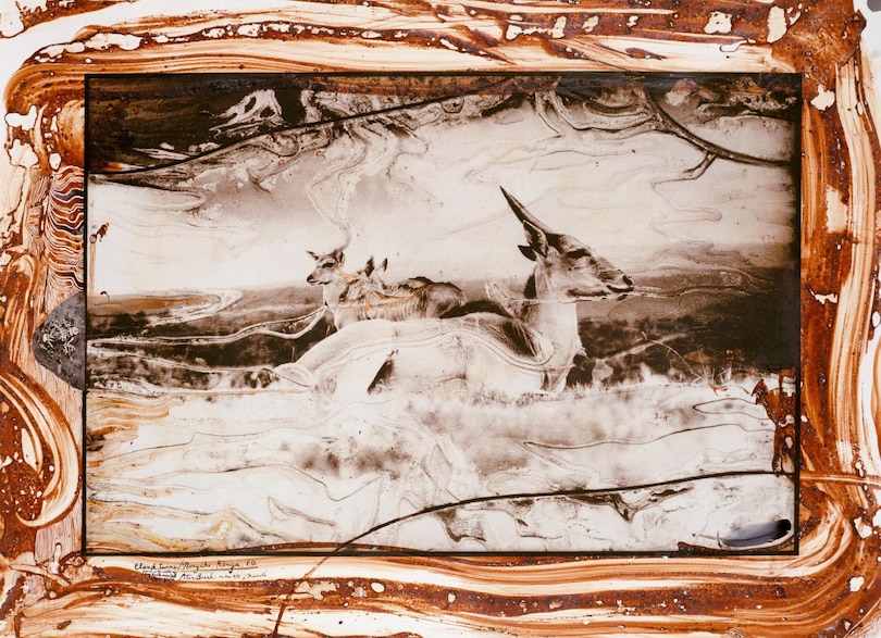 Sample content 2_Peter Beard