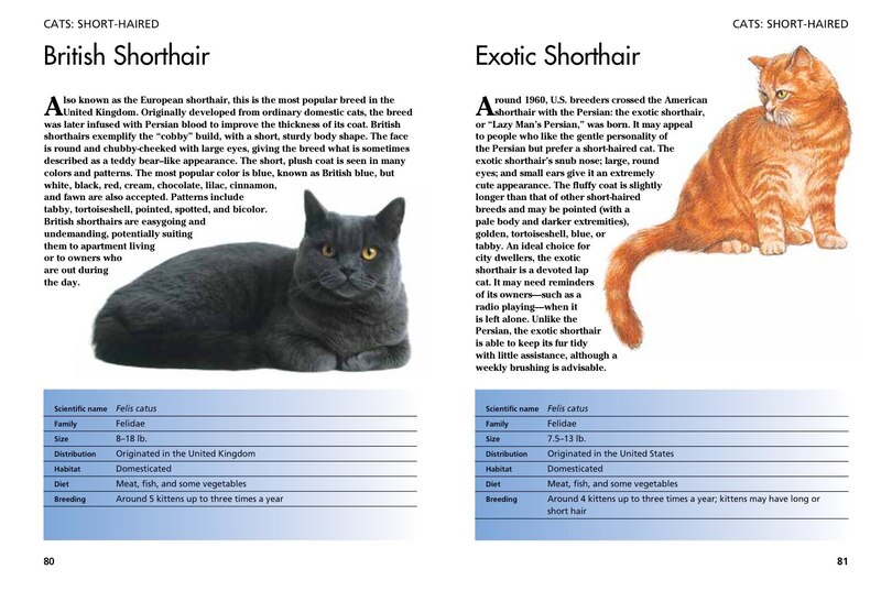 Aperçu du contenu 2_Pets