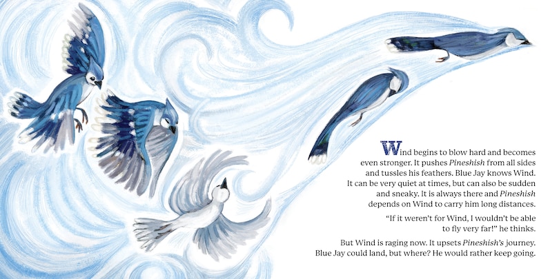 Aperçu du contenu 3_Pineshish, The Blue Jay