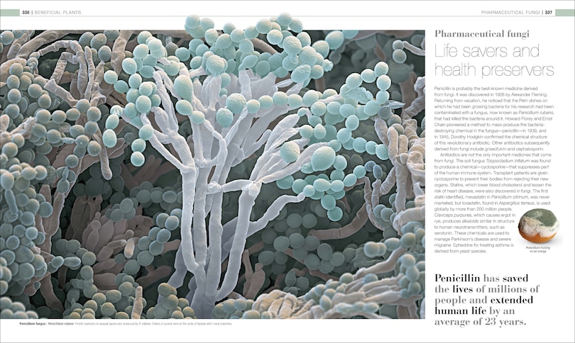 Sample content_Plants and Fungi