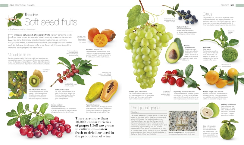 Sample content 2_Plants and Fungi