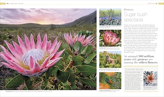 Sample content 3_Plants and Fungi