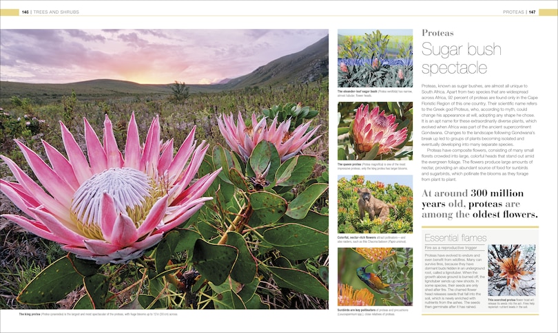 Sample content 3_Plants and Fungi