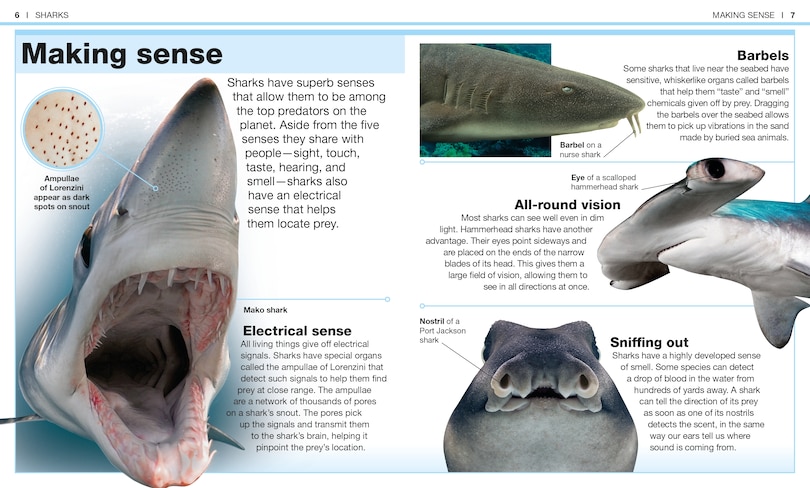 Sample content_Pocket Genius: Sharks