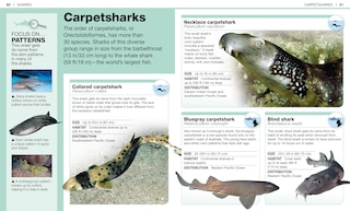 Sample content 2_Pocket Genius: Sharks