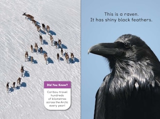 Sample content_Polar Animals Big Book