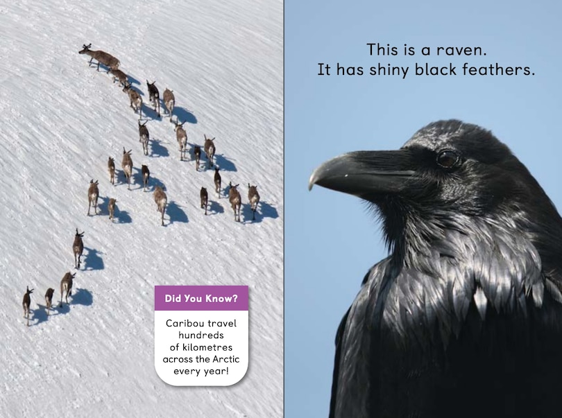 Sample content_Polar Animals Big Book