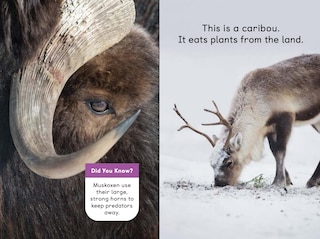 Sample content 5_Polar Animals Big Book