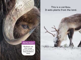 Sample content_Polar Animals