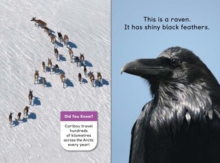 Sample content 2_Polar Animals