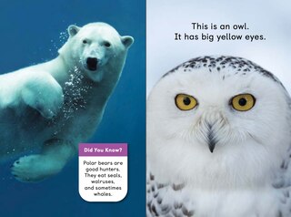 Sample content 3_Polar Animals