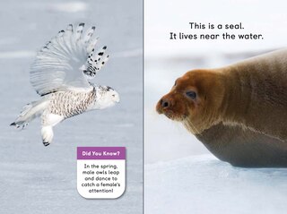 Sample content 4_Polar Animals