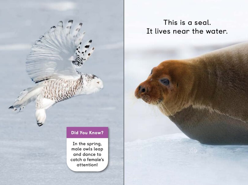 Sample content 4_Polar Animals