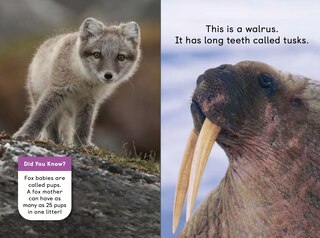 Sample content 5_Polar Animals