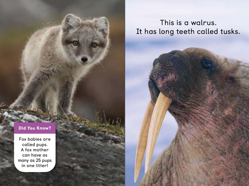 Sample content 5_Polar Animals