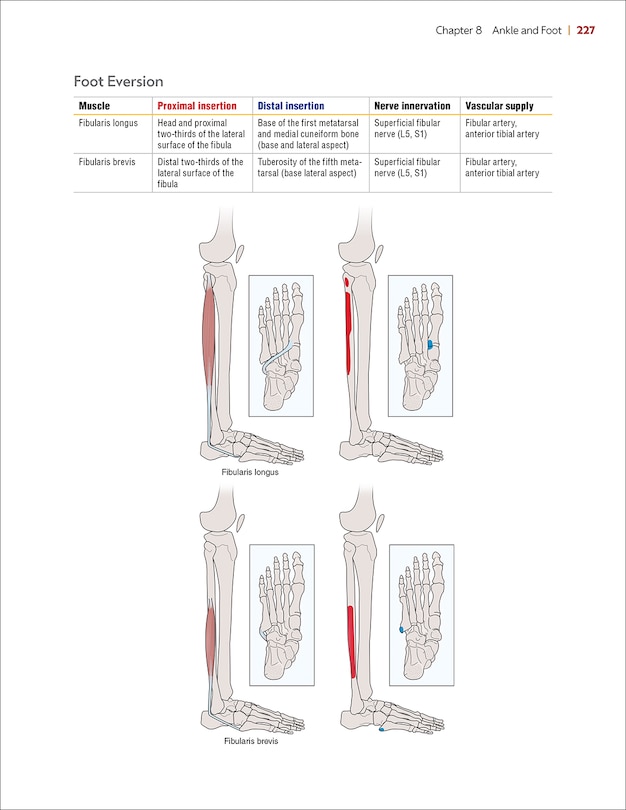 Sample content 2_Principles of Goniometry and Manual Muscle Testing