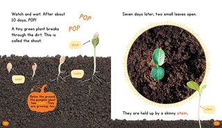 Sample content 2_Pumpkins (Learn About: Fall)