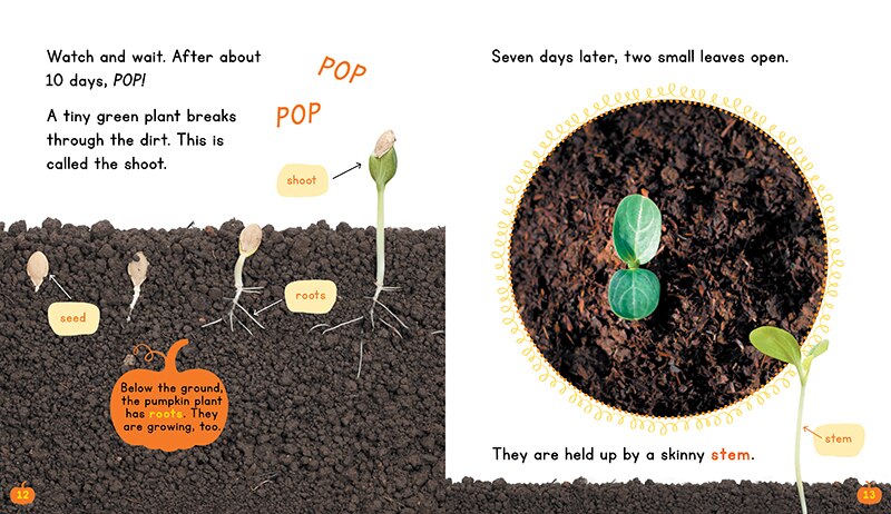 Sample content 2_Pumpkins (Learn About: Fall)