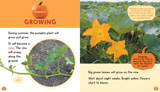 Sample content 3_Pumpkins (Learn About: Fall)