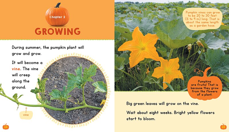 Aperçu du contenu 3_Pumpkins (Learn About: Fall)