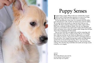 Sample content_Puppies