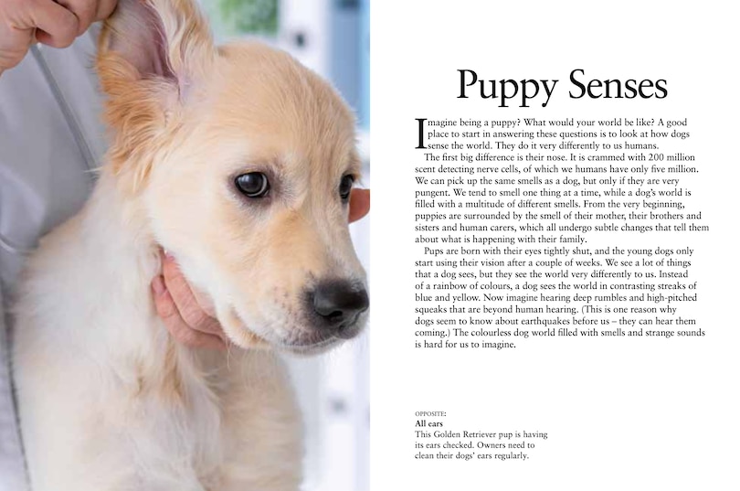 Sample content_Puppies