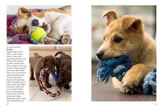 Sample content 2_Puppies