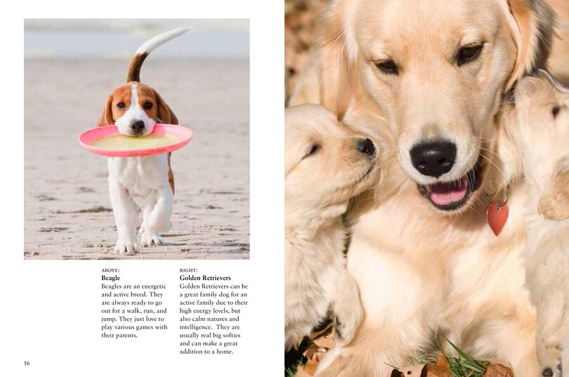 Sample content 3_Puppies
