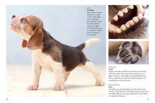 Sample content 4_Puppies