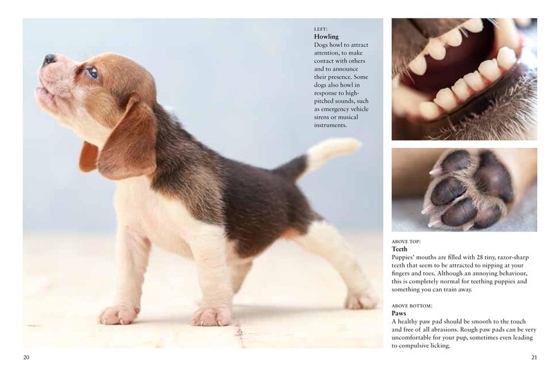 Sample content 4_Puppies