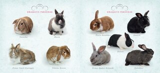 Sample content_Rabbit Warren Peace