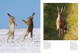 Aper&ccedil;u du contenu_Rabbits