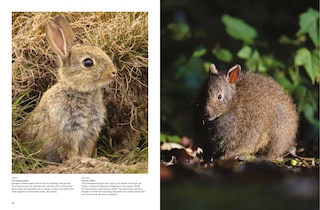 Aper&ccedil;u du contenu 2_Rabbits