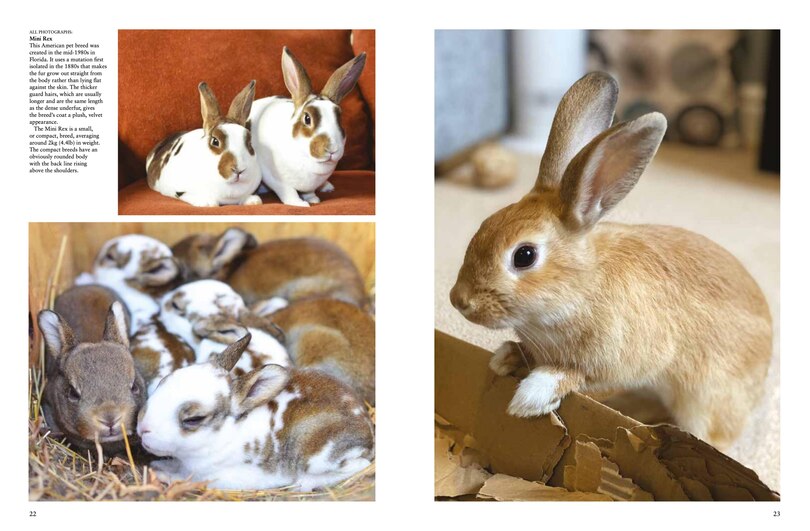 Aper&ccedil;u du contenu 3_Rabbits