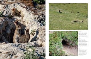 Aper&ccedil;u du contenu 5_Rabbits