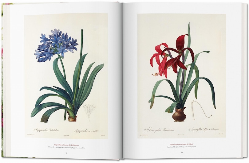 Aperçu du contenu 4_Redouté. El Libro De Las Flores