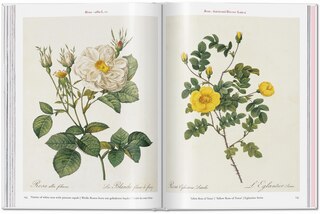 Aperçu du contenu_Redouté. Roses